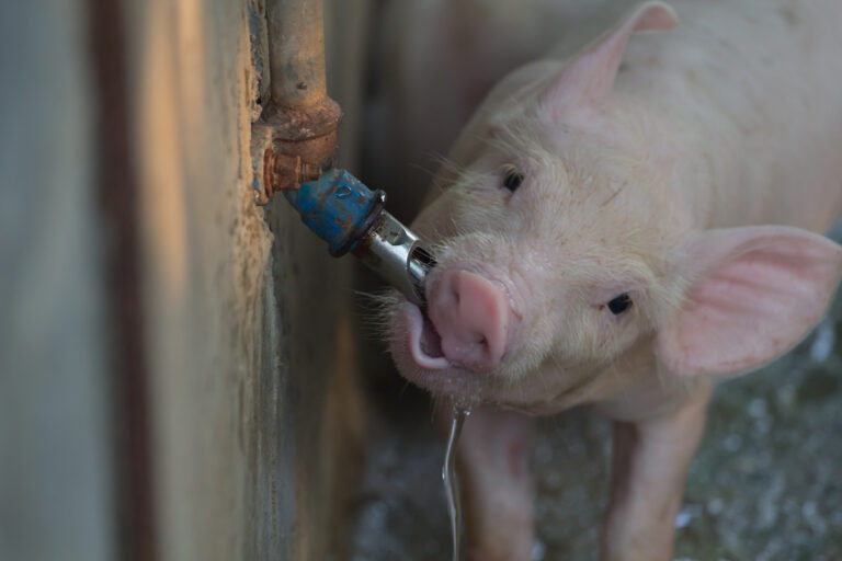 pigs