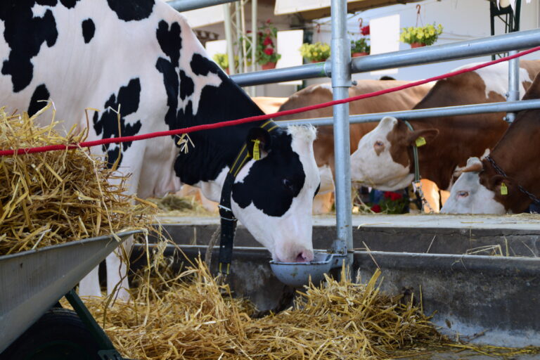 brown-white-cows-black-white-cow-drinking-water-grazing-barn-94217545