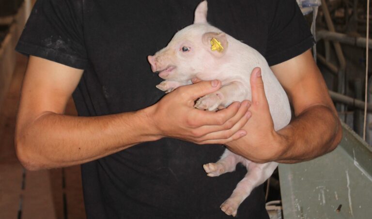 Manager with piglet